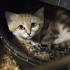 A sand cat kitten was born at the N.C. Zoo last month.