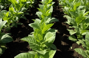N.C. tobacco growers to vote on research assessment Nov. 19