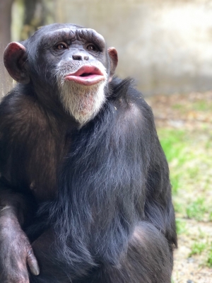 Nori, a chimp born in 2010 at the N.C. Zoo, recently died. Nori had been diagnosed with epilepsy.