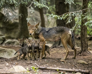 North Carolina Zoo asks public to vote on names of American red wolf pups