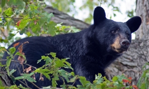 NCWRC: Co-Existing with Black Bears in North Carolina: What you need to know to be BearWise