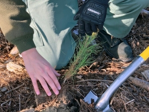 N.C. Forest Service celebrates Arbor Day and the importance of planting trees