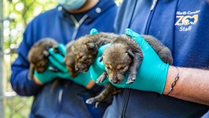 Twelve red wolf pups were born within three days at the N.C. Zoo.