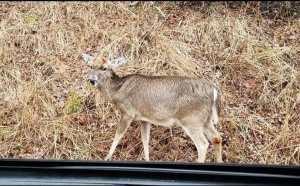 Virginia announces more CWD-positive deer near North Carolina border