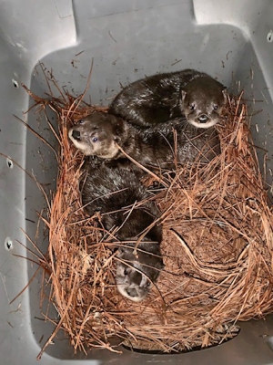 Found in three different locations in eastern North Carolina, the otters are being raised as a group at the Zoo to help ensure their survival after their release.