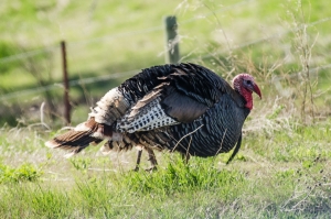 Wild turkey season opens in North Carolina on April 3