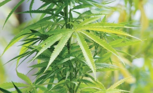 North Carolina hemp farmers are asking lawmakers to revise a bill that would ban smokable hemp, like the plants pictured here that are already being legally cultivated in the state. Law enforcement groups say smokable hemp is indistinguishable from marijuana without sophisticated lab testing.