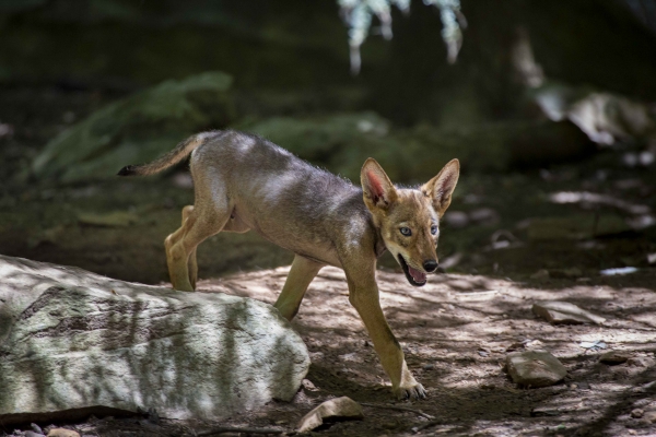 North Carolina Zoo announces red wolf pup names chosen by public