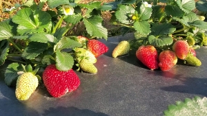 2021 N.C. strawberry season underway
