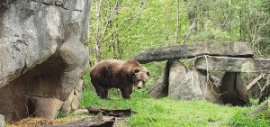 North Carolina Zoo’s beloved grizzly bear Yepani passes away