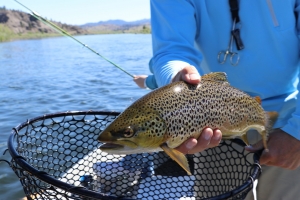 Hatchery Supported Trout Waters open April 2