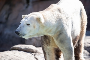 Payton, male polar bear at North Carolina Zoo.