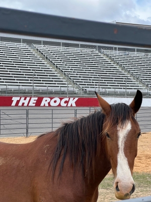 Rodeo bucking into Rockingham Speedway this weekend
