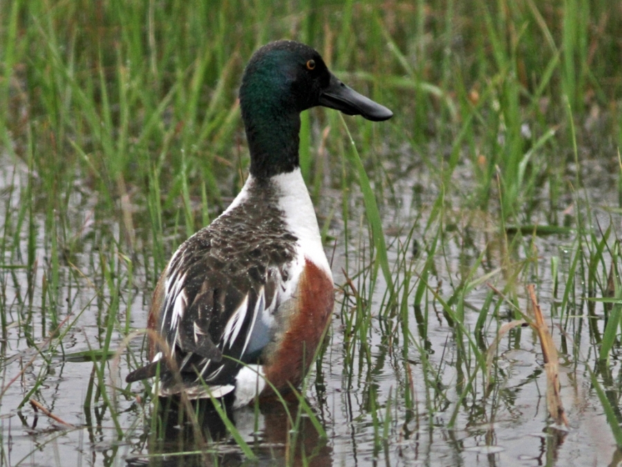 High Path Avian Influenza now confirmed in wild birds at 3 sites in North Carolina