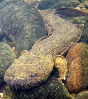 The Eastern Hellbender (Cryptobranchus a. alleganiensis) is one of the largest salamanders found in North Carolina and the United States.