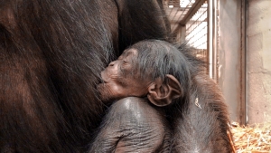 The N.C. Zoo announced this week the birth of a female chimpanzee. This is the fifth chimp born at the North Carolina Zoo since 2010 and the second in 2019 