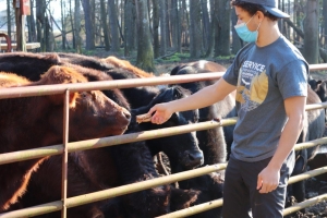Alaqua Jacobs feeds a cow at Oxendine Farm.