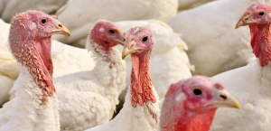 Commercial turkey flock in N.C. tests positive for High Path Avian Influenza