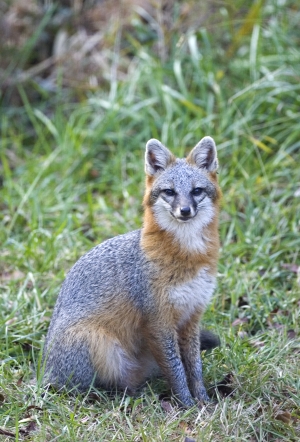 The gray fox is native to North Carolina.