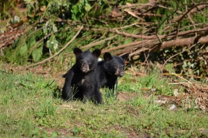 NCWRC: Leave bear cubs alone for their safety