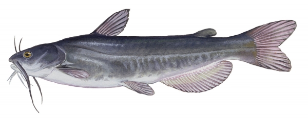 White catfish returns to several Southeastern streams
