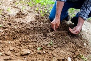 NCDACS: Submit soil samples now to avoid peak-season fees