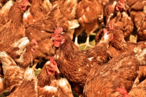 NCDA&amp;CS extends strong recommendation to poultry owners to continue strict biosecurity measures due to threat of HPAI