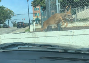A white-tailed buck almost landed on a Richmond County deputy&#039;s patrol car early Thursday afternoon.