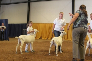 Judging entries at the N.C. State Fair&#039;s Goat Show.