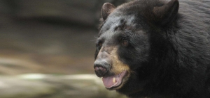 North Carolina Zoo’s black bear Holly passes away