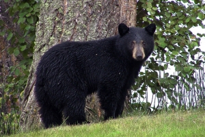 North Carolina’s bear harvest increased 8% in 2020