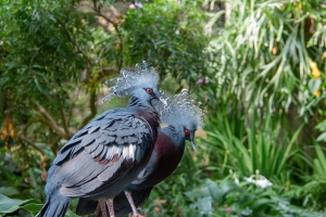 Pair of Victoria Crowned Pigeons in the North Carolina Zoo Aviary.
