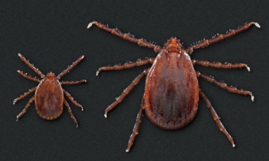 State Veterinarian reminds livestock and pet owners to watch out for ticks