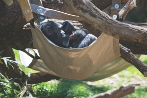 Gerre, a 20-year-old chimpanzee at the N.C. Zoo, rests in a hammock with her new baby, born in March.