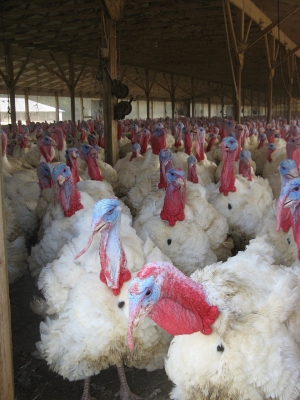 Turkeys on a N.C. poultry farm. The cost of Thanksgiving is expected to be the highest in the history of the holiday due to supply chain kinks and labor shortages. 