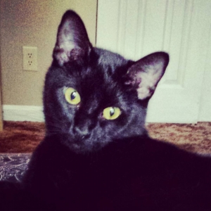 Mojo: the black cat I adopted on Friday the 13th.