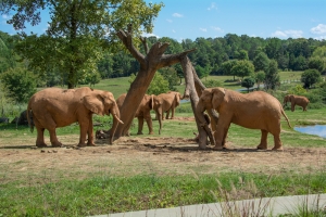 North Carolina Zoo will open to the public June 15