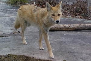 NCWRC: Expect coyote sightings as pupping season peaks