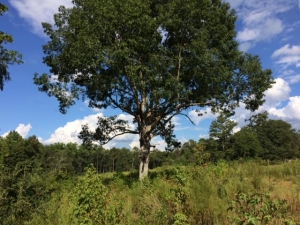 COLUMN: If the ol&#039; oak tree could talk