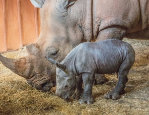 The N.C. Zoo recently announced the birth of its third southern white rhino in less than two years.