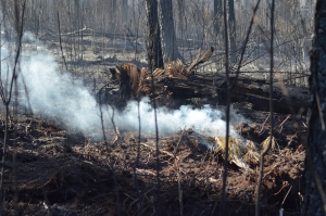 The ground smolders in Gum Swamp on May 21 from a fire that started the previous day.