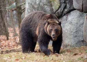 Grizzly bear has new home at NC Zoo
