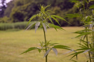 Fiery talk from N.C. lawmakers over hemp regulations burns out quickly