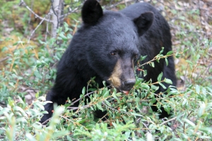 Living responsibly with black bears in North Carolina: What you need to know to be BearWise