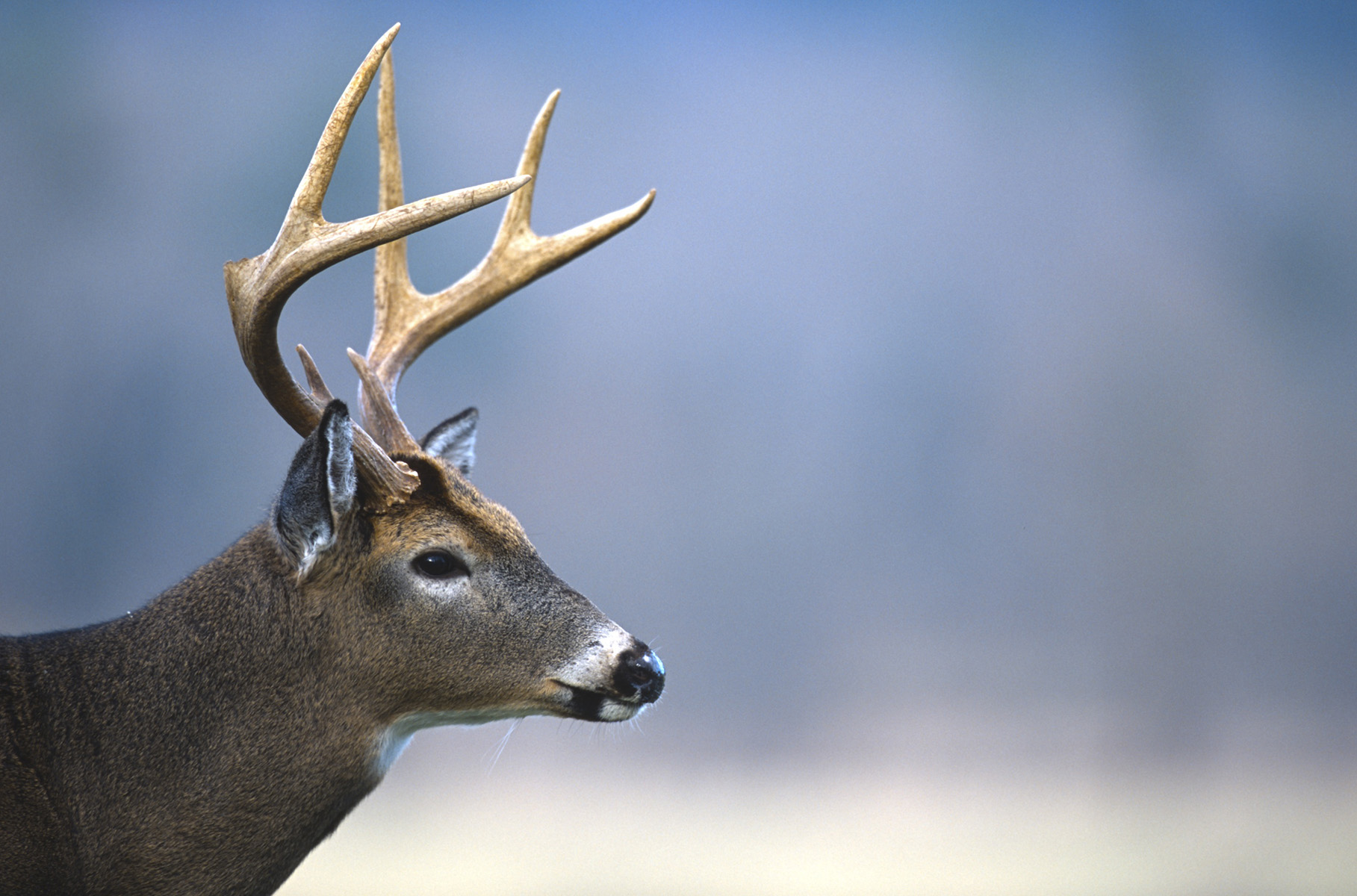 N.C. Wildlife Resources Commission reports additional cases of Chronic Wasting Disease